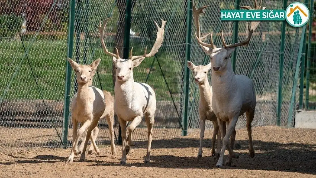 Malatya hayvanat bahçesi kapılarını ziyaretçilerine açıyor