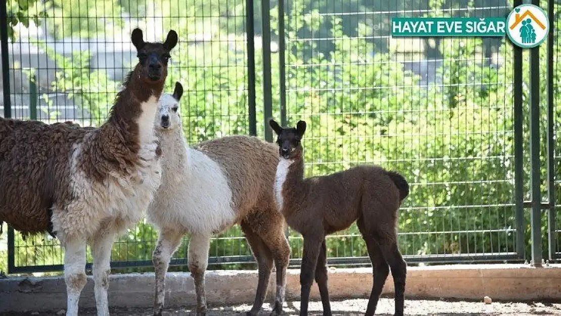 Malatya Hayvanat Bahçesi ziyarete açıldı