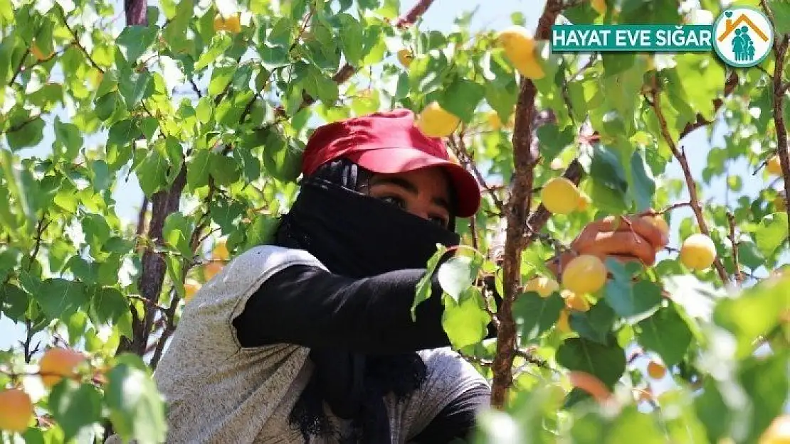 Malatya'nın 'Sarı altınında' hasat mevsimi