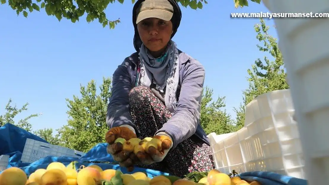 Malatyalılardan 'kayısı bizim' tepkisi