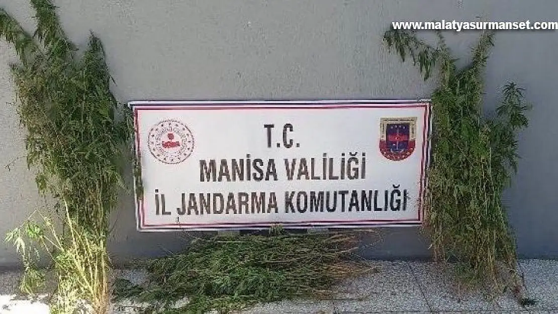 Manisa'da 79 kök kenevir ele geçirildi