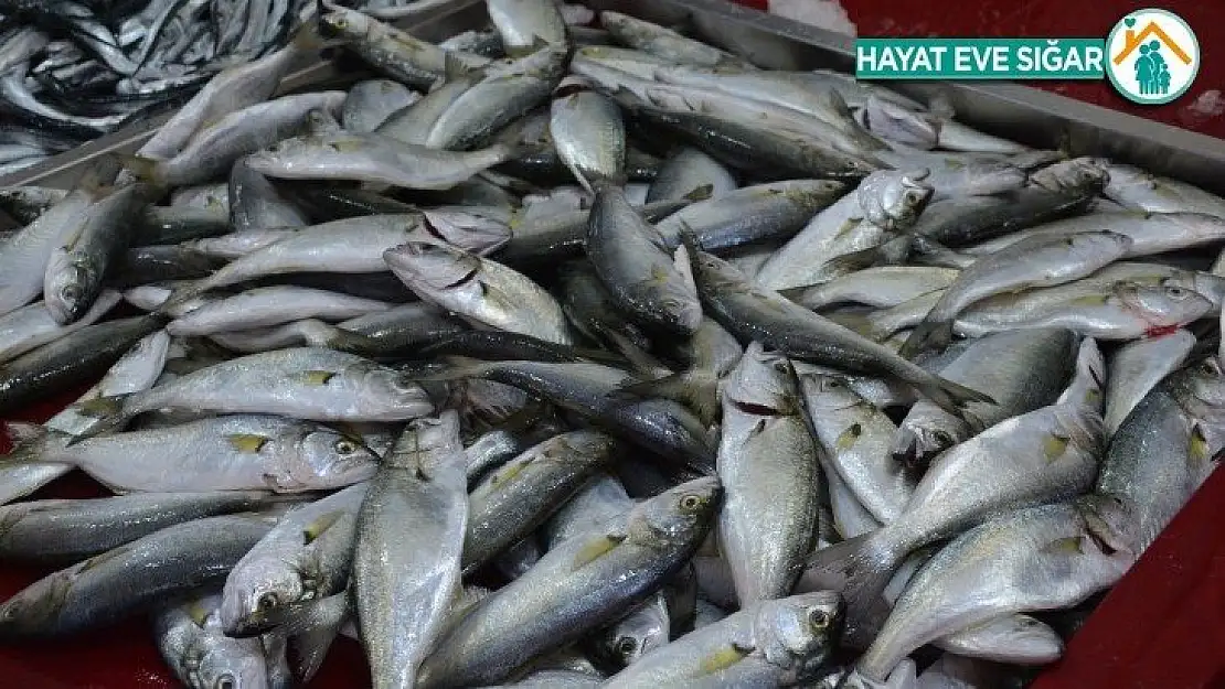 Marmara'dan giren çinekop Karadeniz'de gözüktü