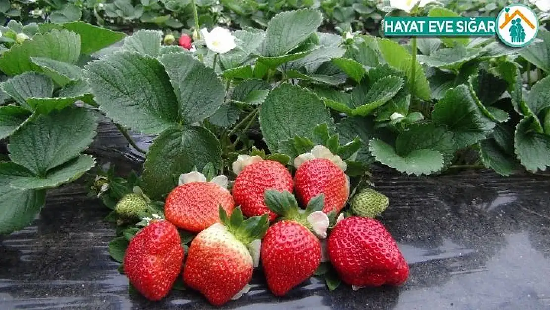 Mersin ve Adana'nın mayıs enflasyonu yüzde 10,67