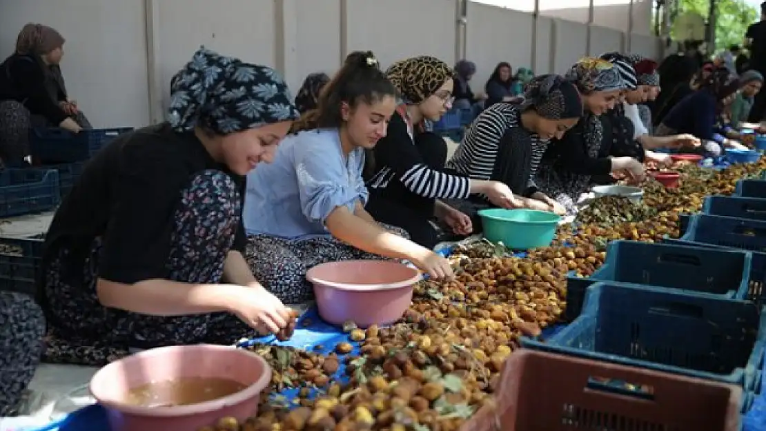 Mevsimlik tarım işçileri kayısı mesaisinde