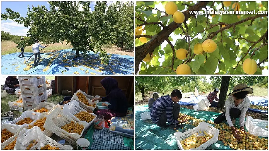 Mevsimlik tarım işçilerinin kayısı mesaisi başladı