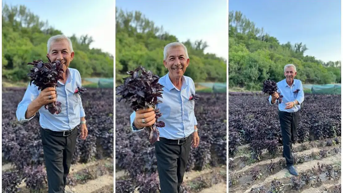 Mor Reyhan'da 3. Hasat Dönemi