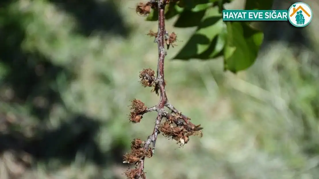 MTÜ Ziraat Fakültesinden Kayısıda Çiçek Monilyası Raporu