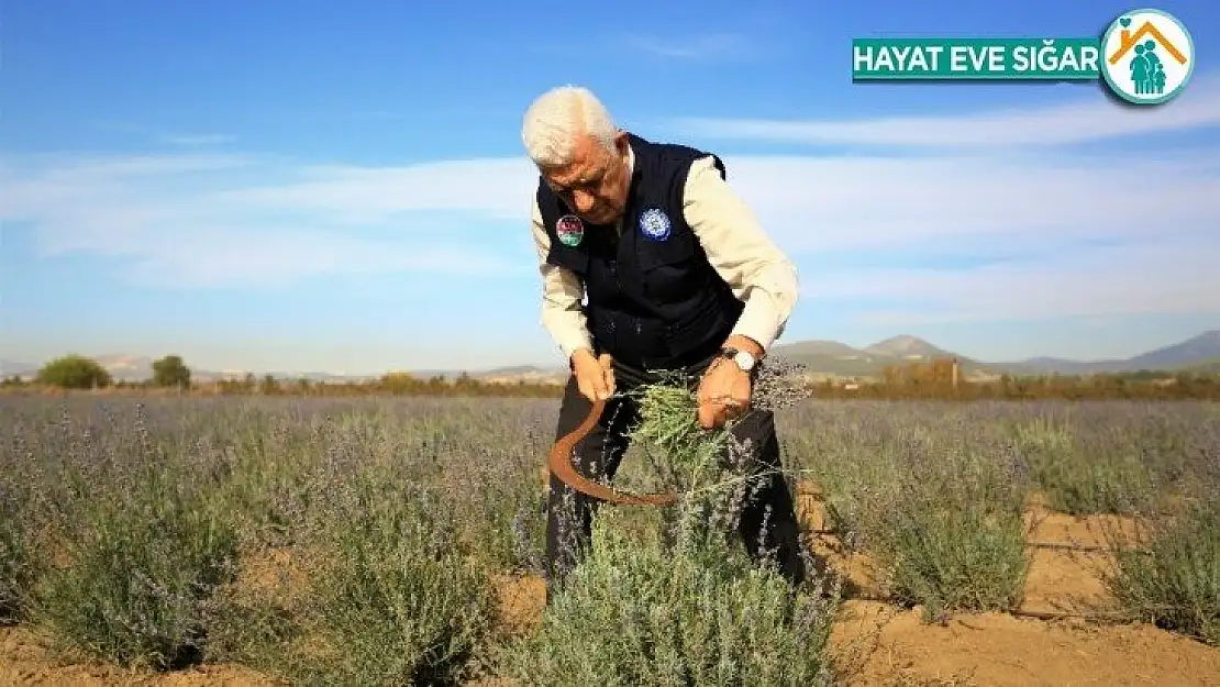 Muğla'da ikinci Lavanta hasadı yapıldı