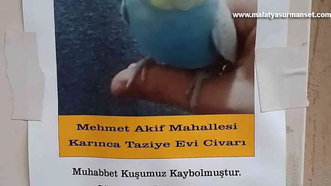 Muhabbet kuşunu bulana ödül