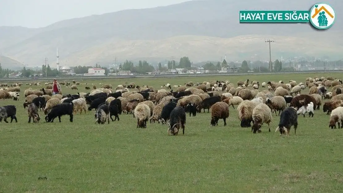 Muş'ta çoban sıkıntısı