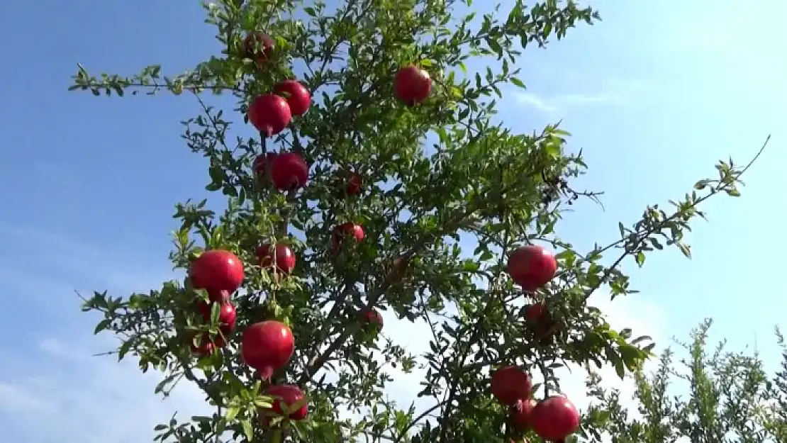 Nar Hasat Sezonu Başladı