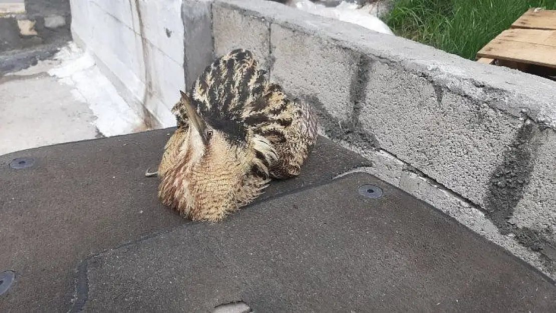 Nesli tükenmekte olan kuş Adıyaman'da görüldü