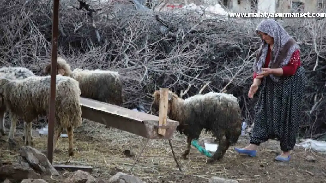 Nurdağı'nda 605 saat sonra 5 koyun sağ çıkarıldı