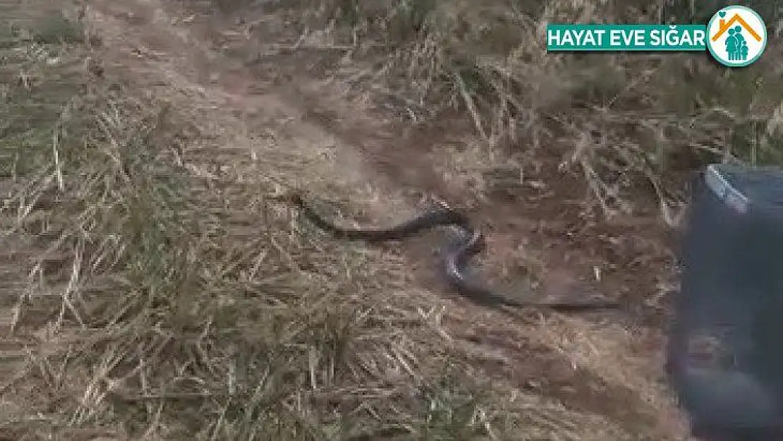 Odunluğa giren yılan yakalanarak doğaya salındı