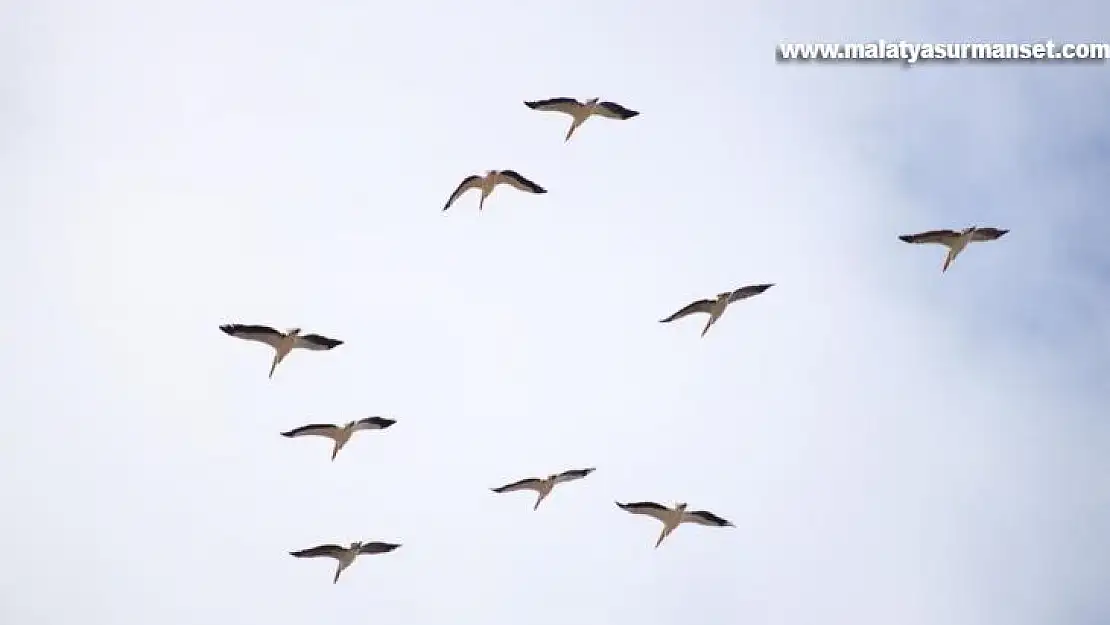 Onlarca leylek gökyüzünü renklendirdi