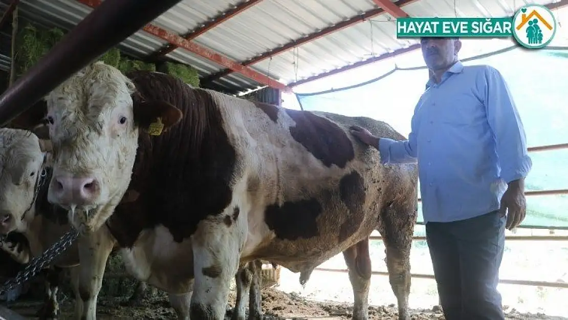 Otomobil fiyatına satılan tonluk kurbanlıklar görücüye çıktı