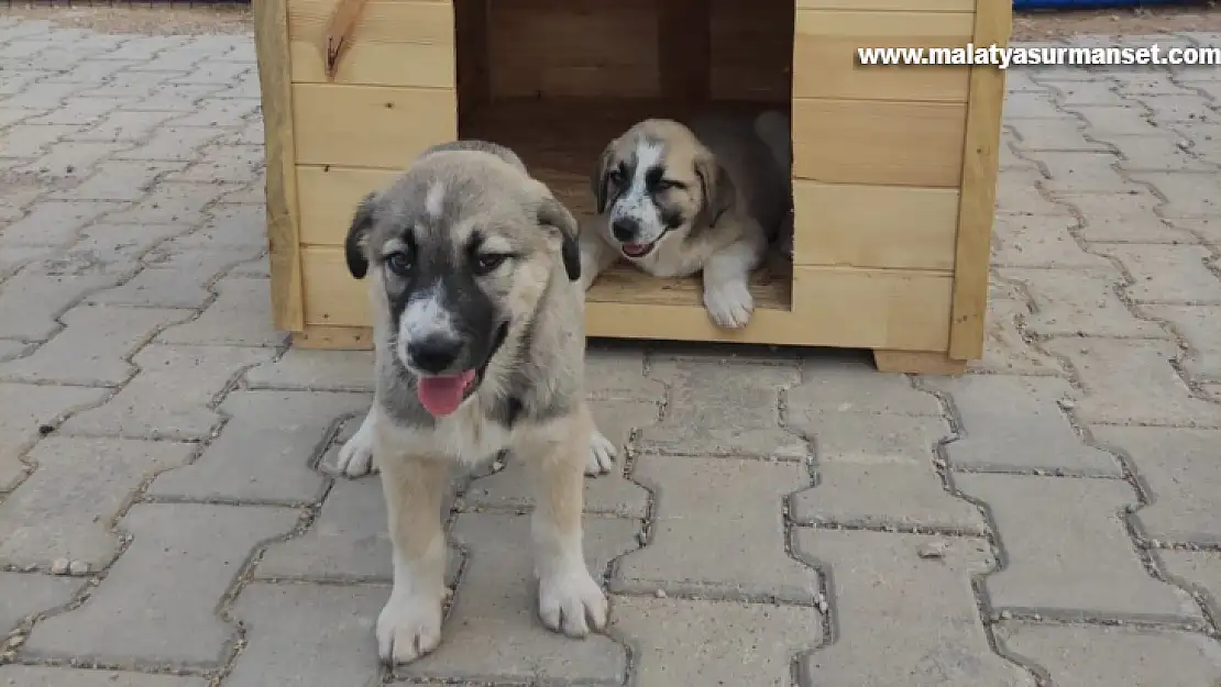 Özel çocuklar için yavru köpeklere kulübe