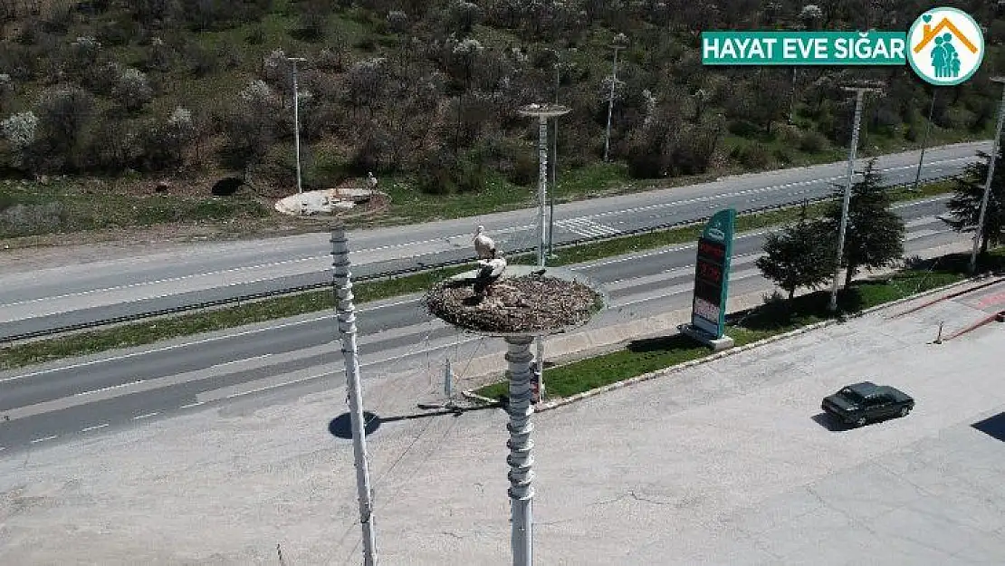 (Özel) Kanatlarında baharı getirdiler