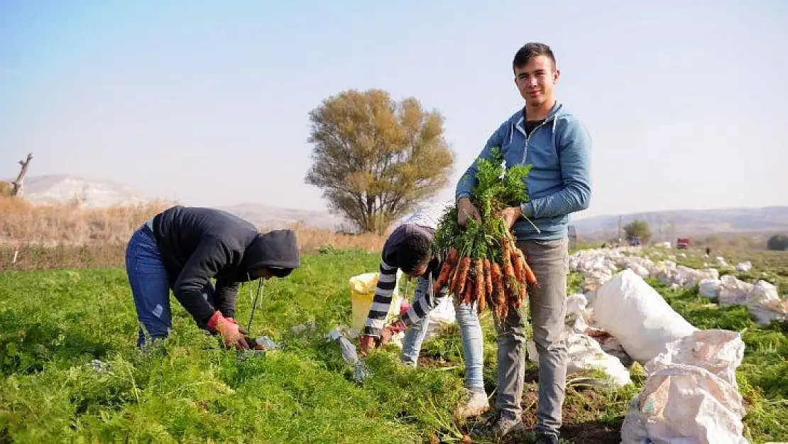 (Özel) Tarladan pazara havucun hikayesi