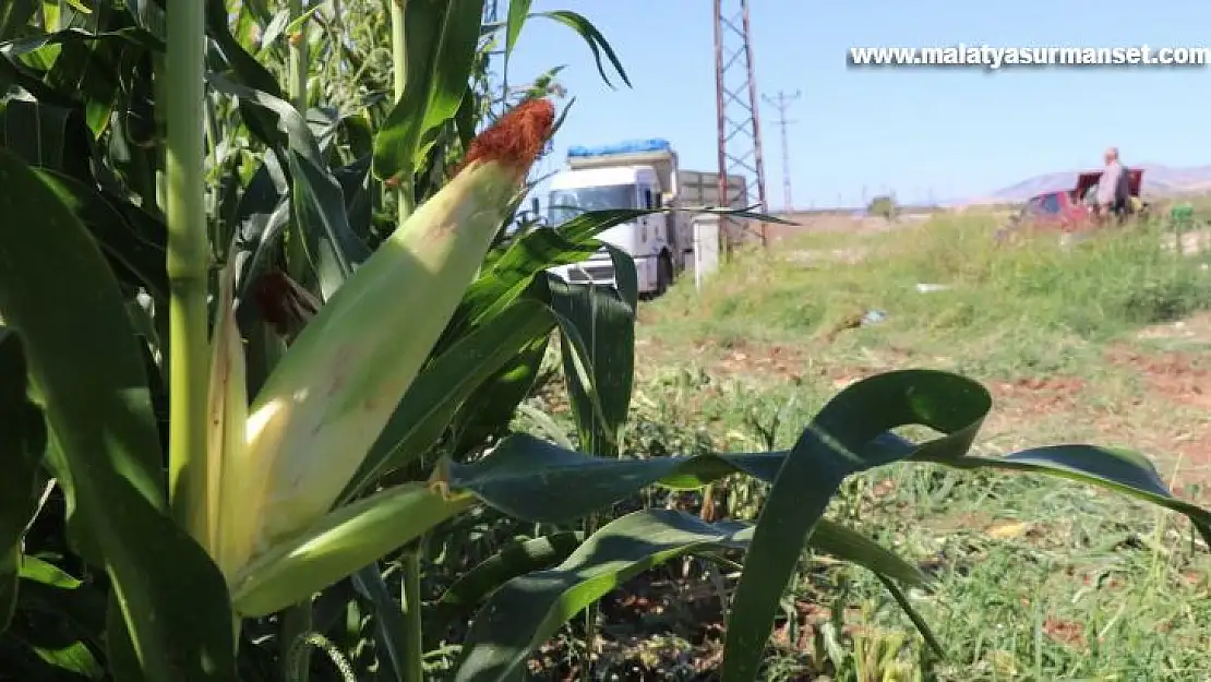 (Özel) Yüksek proteinli mısır silajı daha fazla verim sağlıyor