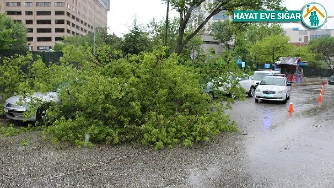 Park yasağı bulunan bölgeye park etti, aracının üstüne ağaç düştü