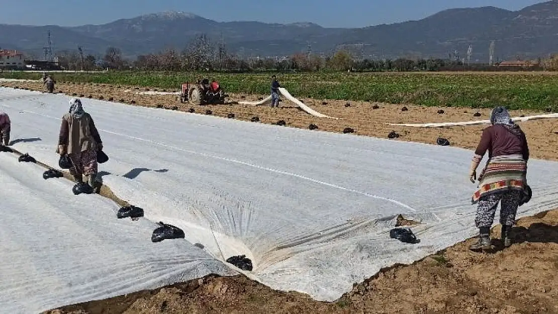 Patates üreticisi don tehlikesine karşı ürünlerini elyaf örtüyle kapladı