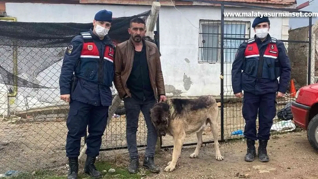 Pes dedirten hırsızlık olayı: Tanınmaması için çaldığı köpeği siyaha boyadı