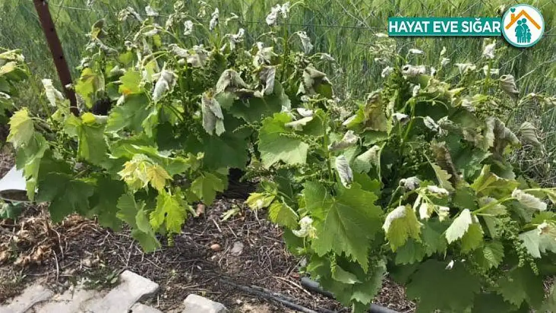 Polatlı'da tarım arazilerini don vurdu