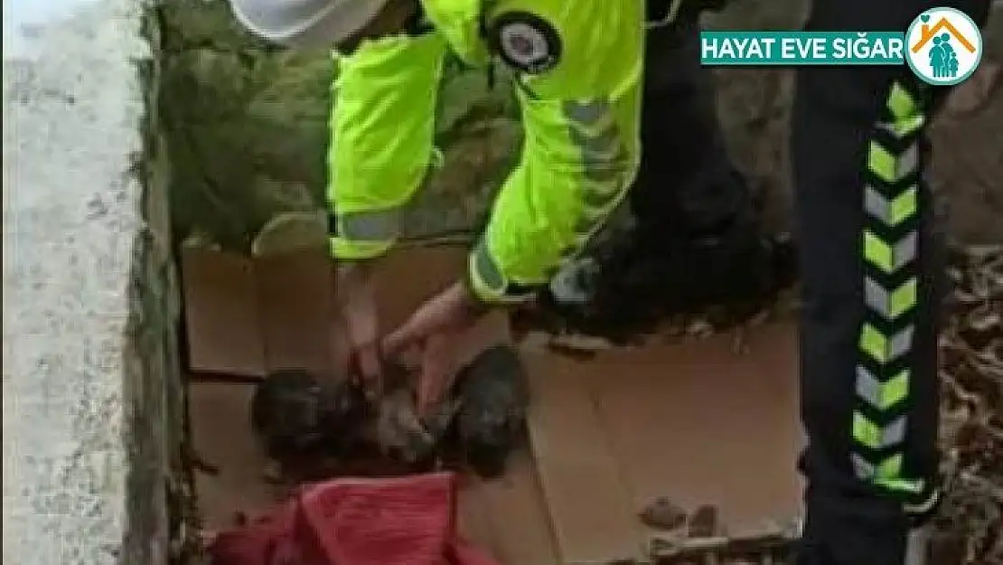 Polisten donmak üzere olan yavru köpeklere şefkat eli