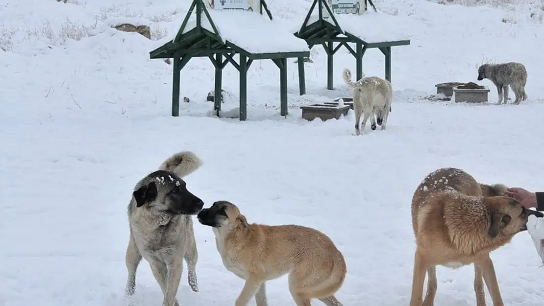 Rana Bebeğin Ölümüne Neden Olan Köpek Saldırısı İçin Soruşturma Açıldı