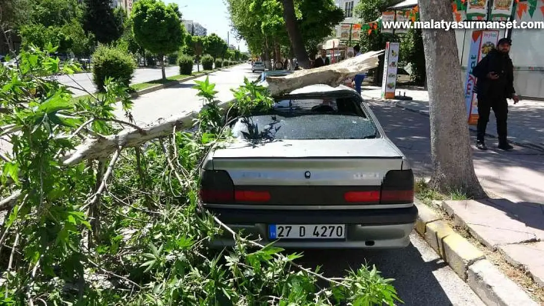 Rüzgarda kırılan dal otomobilin üzerine düştü