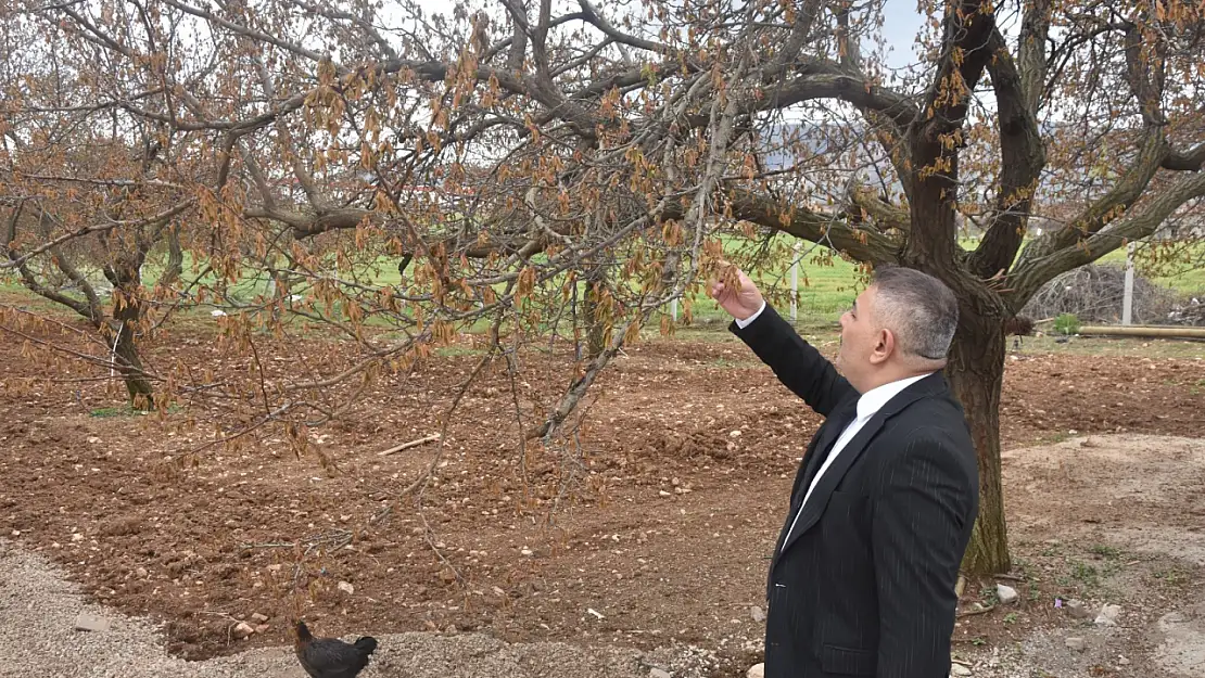 Sadıkoğlu Kayısı Değil Malatya'nın Geleceği Tehlikede