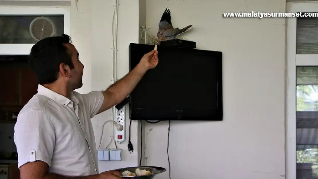 Sağlık çalışanı, televizyonun üstüne yuva yapıp yumurtlayan kumruya gözü gibi bakıyor