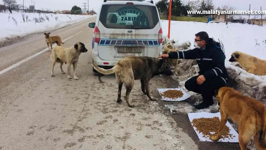 Şahinbey Belediyesi sokak hayvanlarını unutmadı