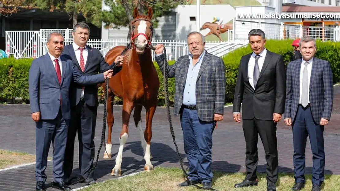 Şampiyon atın yavruları rekor fiyatla satıldı