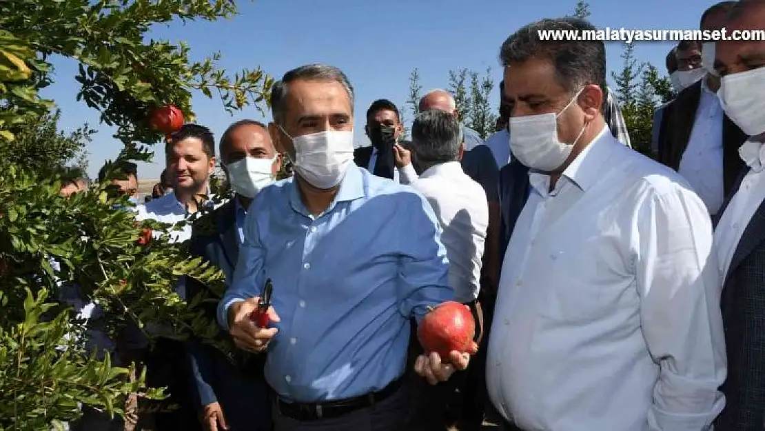 Samsat'ta nar hasadı başladı