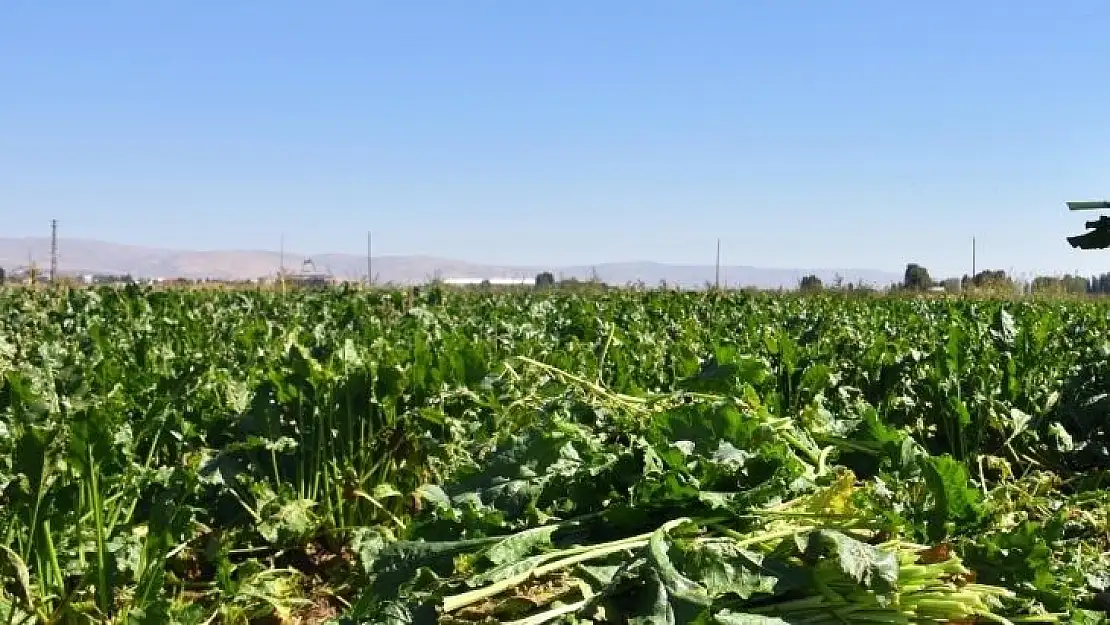 Samsun'da şeker pancarı üretimi 430 bin tondan 66 bin tona düştü