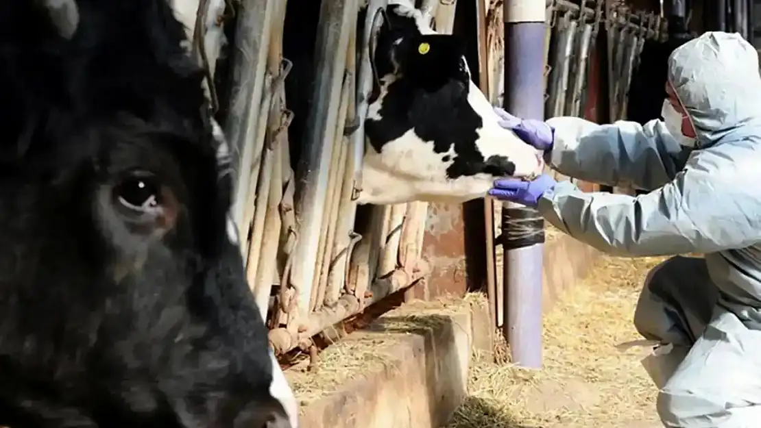 Şap Hastalığına Karşı 8,5 Milyon Doz Aşı Sahada!