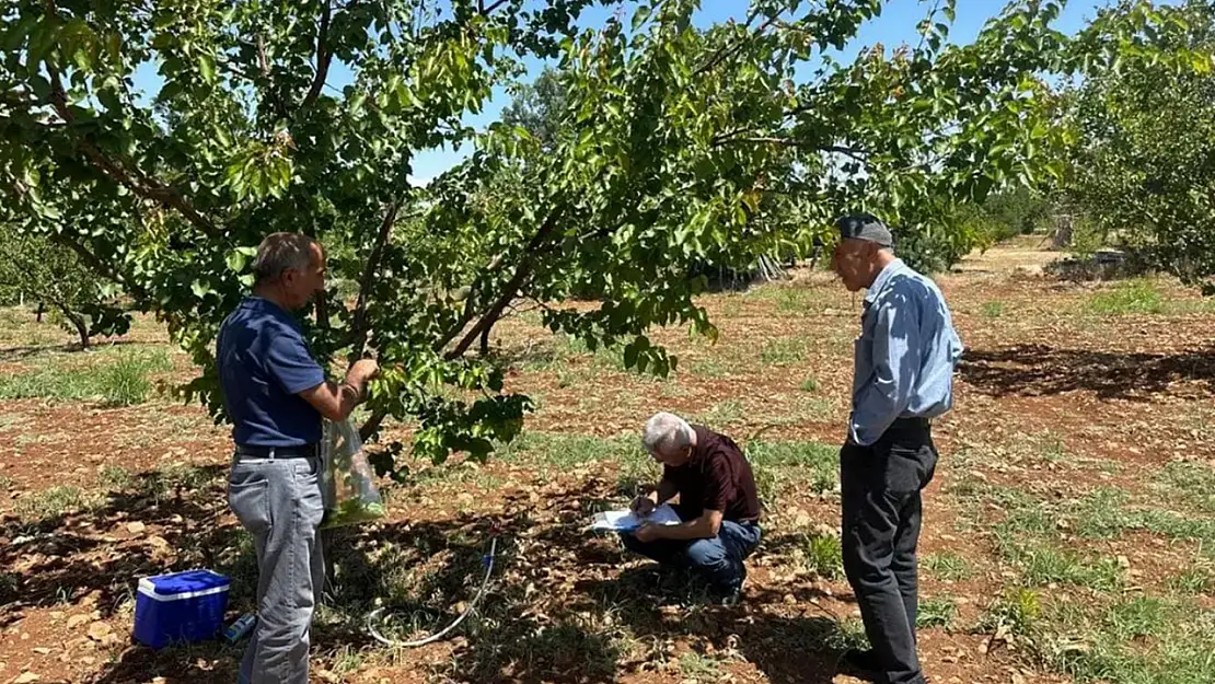 Şarka Hastalığı Malatya Kayısısına Tehdit Mi?