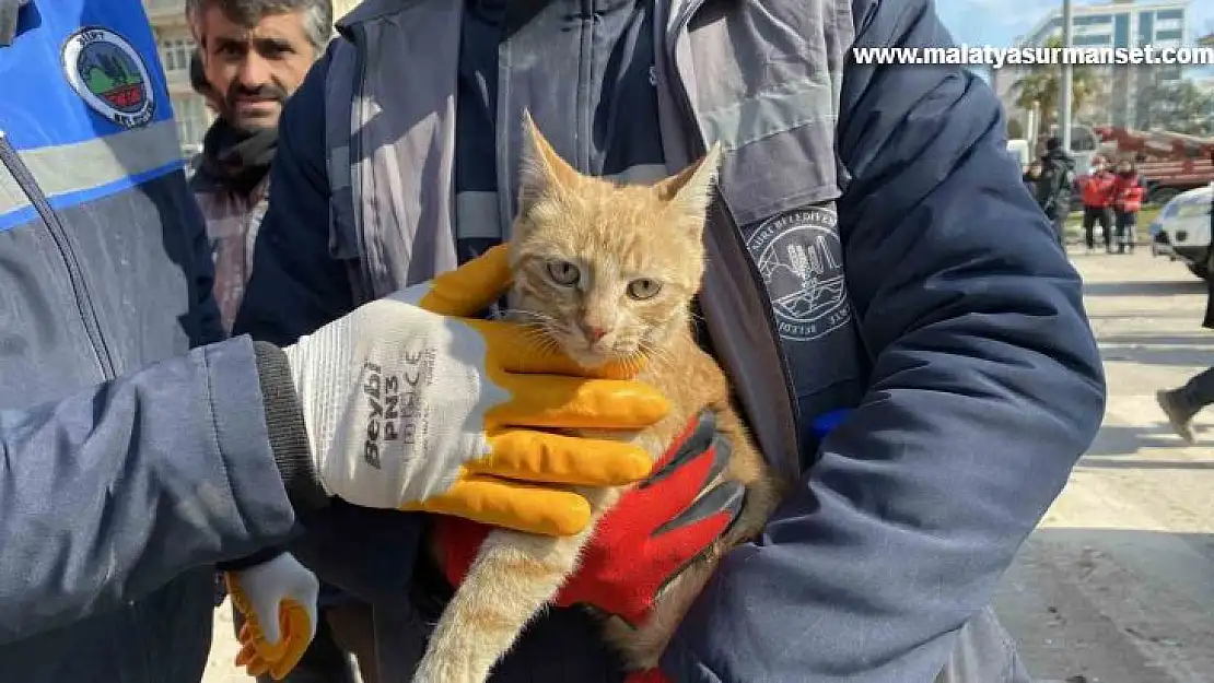 Ses geldiği için girdikleri binada 104 saat mahsur kalan kediyi kurtardılar