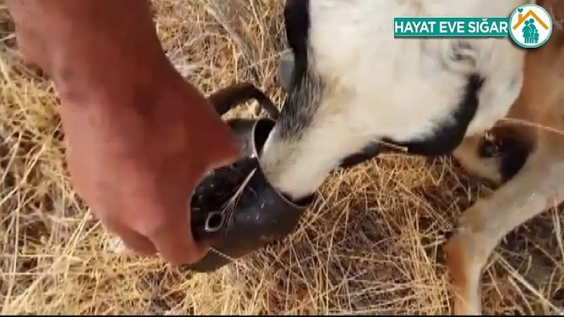 Sıcaktan baygınlık geçiren koyuna, çobandan demlikle can suyu