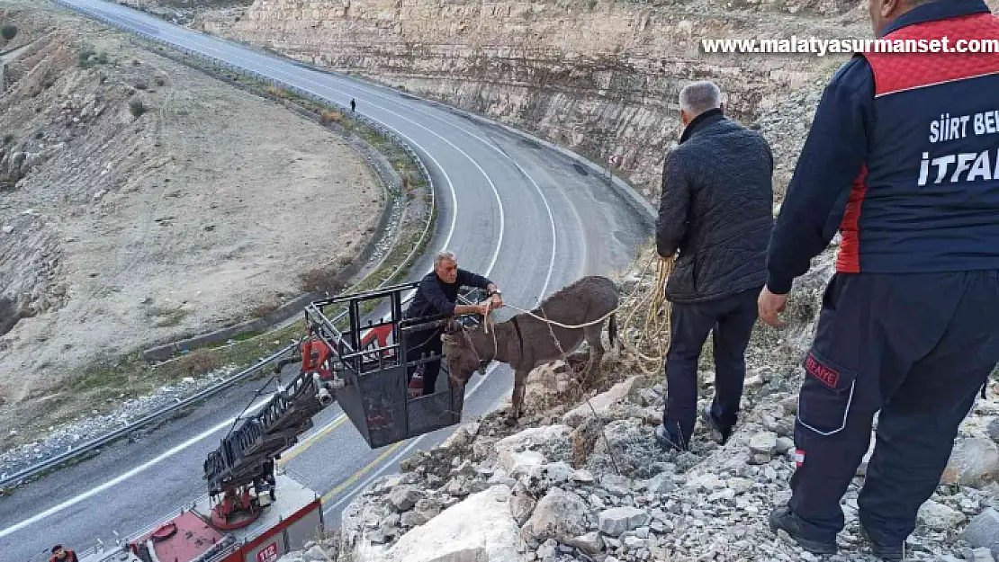 5 gündür kayalıklarda mahsur kalan eşek itfaiye ekiplerince kurtarıldı