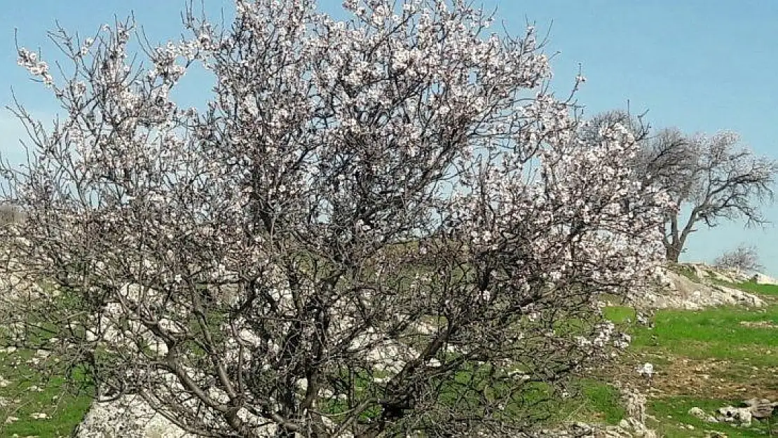 Silvan'da badem ağaçları çiçek açtı