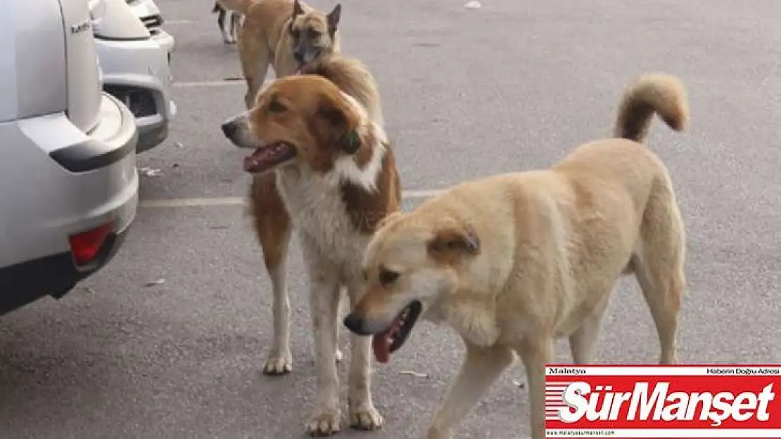 Silvan'da başı boş gezen köpekler vatandaşları korkutuyor