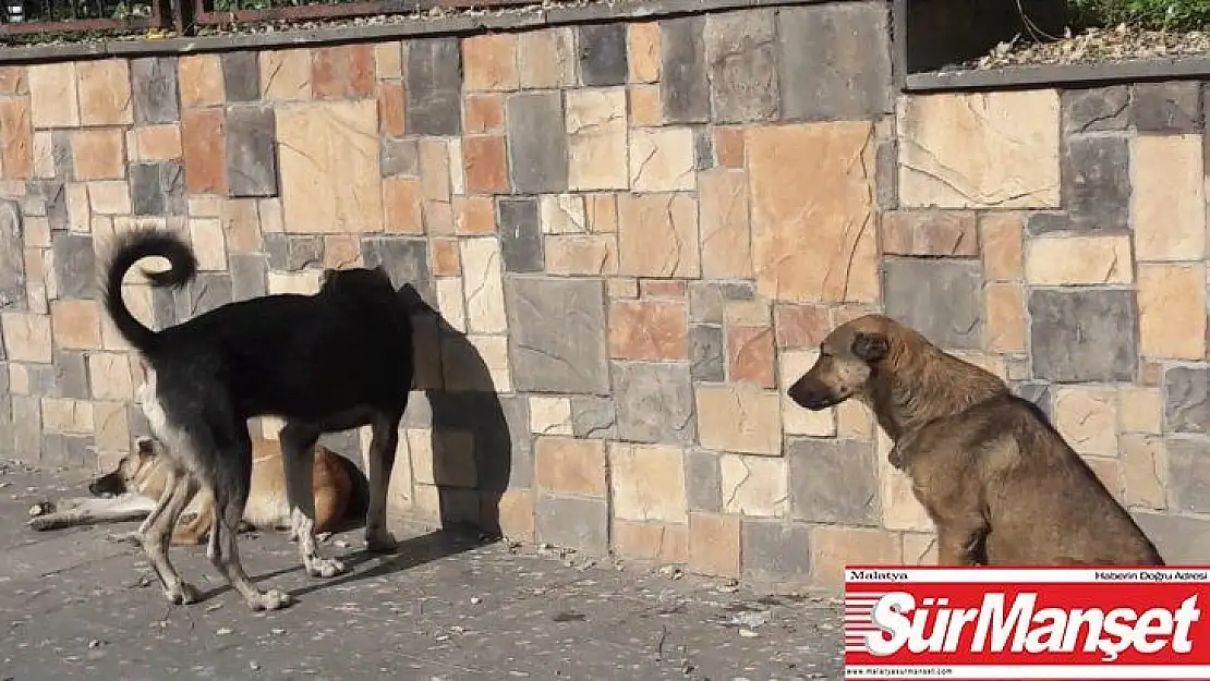 Silvan'da başıboş köpekler vatandaşları tedirgin ediyor