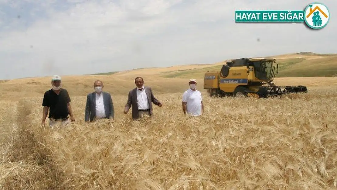Silvan'da sosyal mesafeli arpa hasadı yapıldı