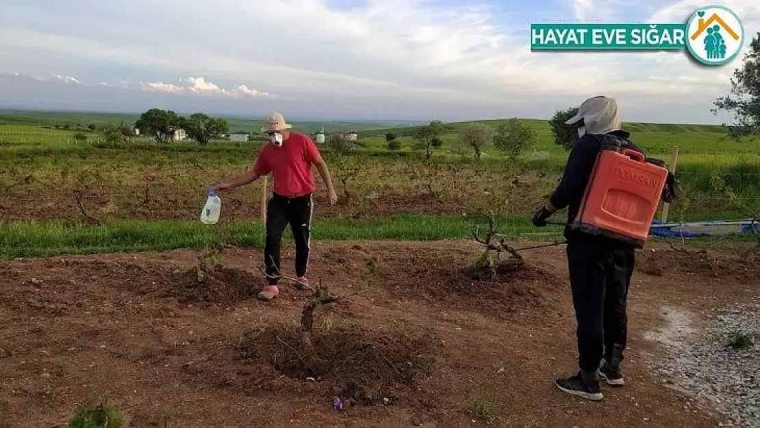 Silvan'da üzüm bağları ilaçlanıyor