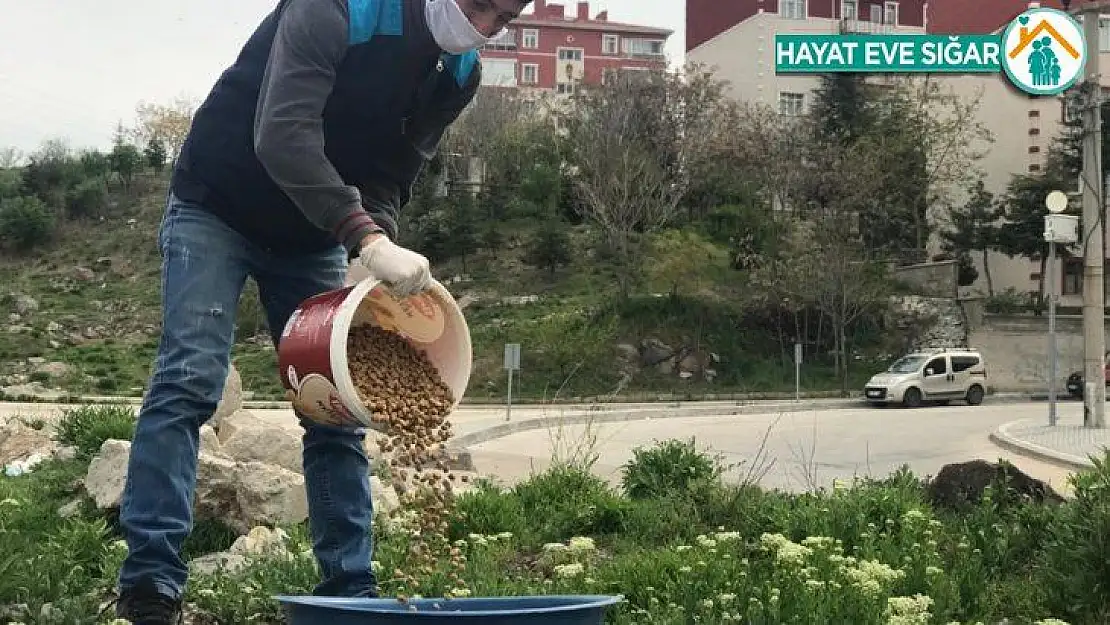 Sincan Belediyesi sokak hayvanlarına sahip çıkıyor