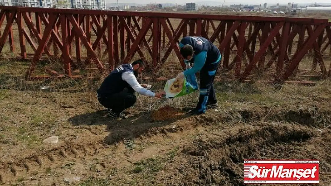 Sincan'da sokak hayvanlarına mama desteği