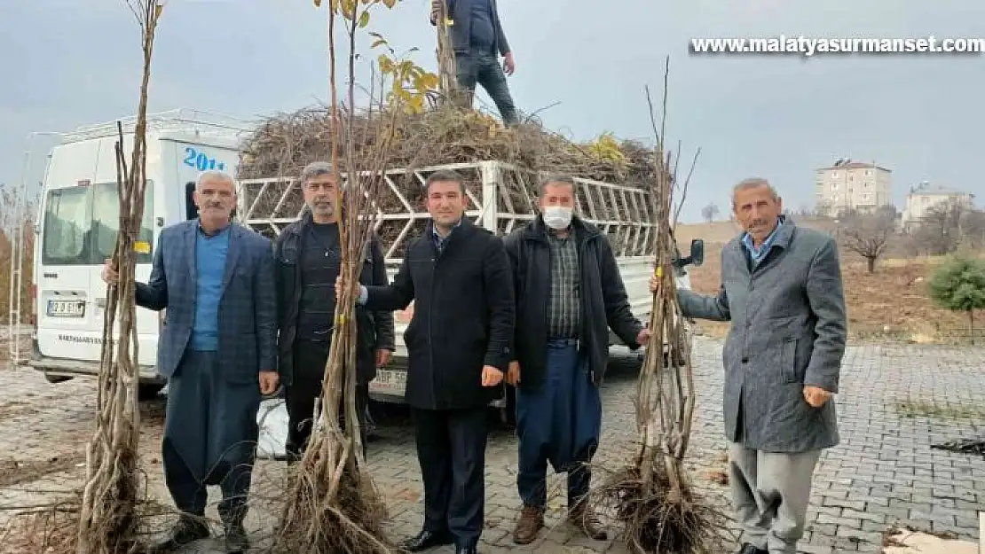 Sincik ilçesinde ceviz ve badem fidanı dağıtıldı